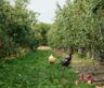 Dutch RiForest Foundation Plants Seeds of Hope in Morocco with Groundbreaking Food Forest Project.