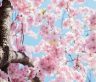 May 4, Greenery Day, Japan's Cherry Blossom Trees