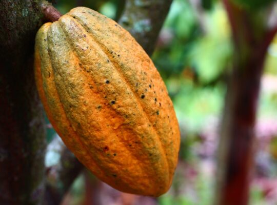 New low carbon chocolate production can reduce carbon emissions