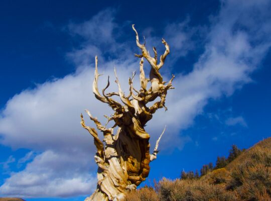 The mysteries of the Great Basin Bristlecone pine tree.