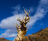The mysteries of the Great Basin Bristlecone pine tree.