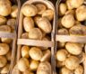 Growing Climate Resilient Potatoes in PEI