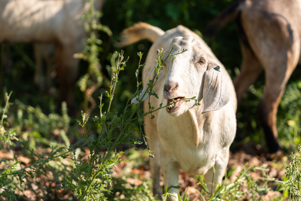 Gonder's Flats Grazing Goats