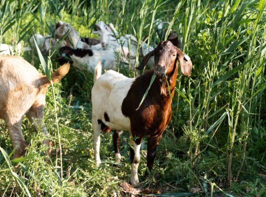 Goats Graze Away Invasive Plant Species at Niagara Parks