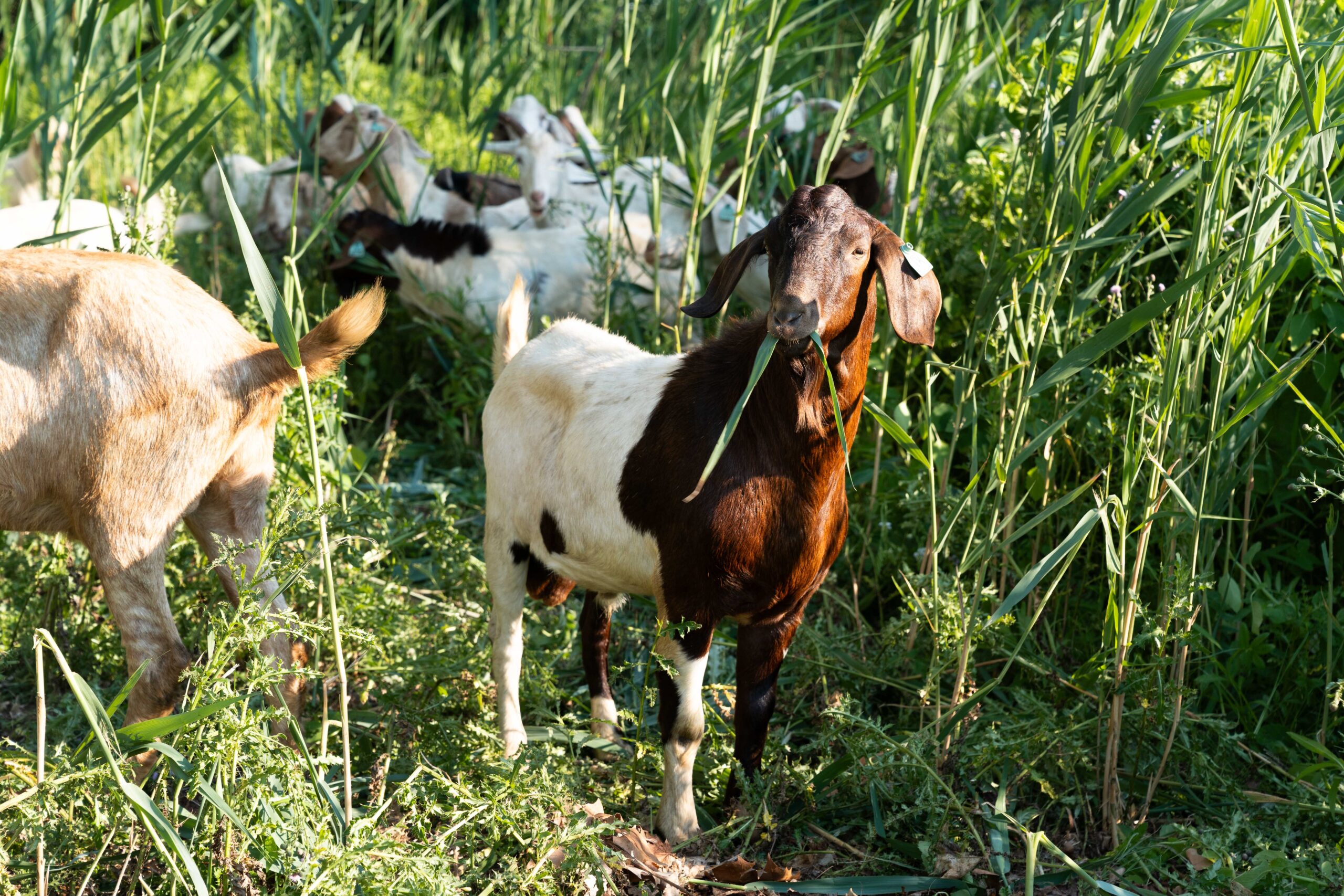 Goats Graze Away Invasive Plant Species at Niagara Parks