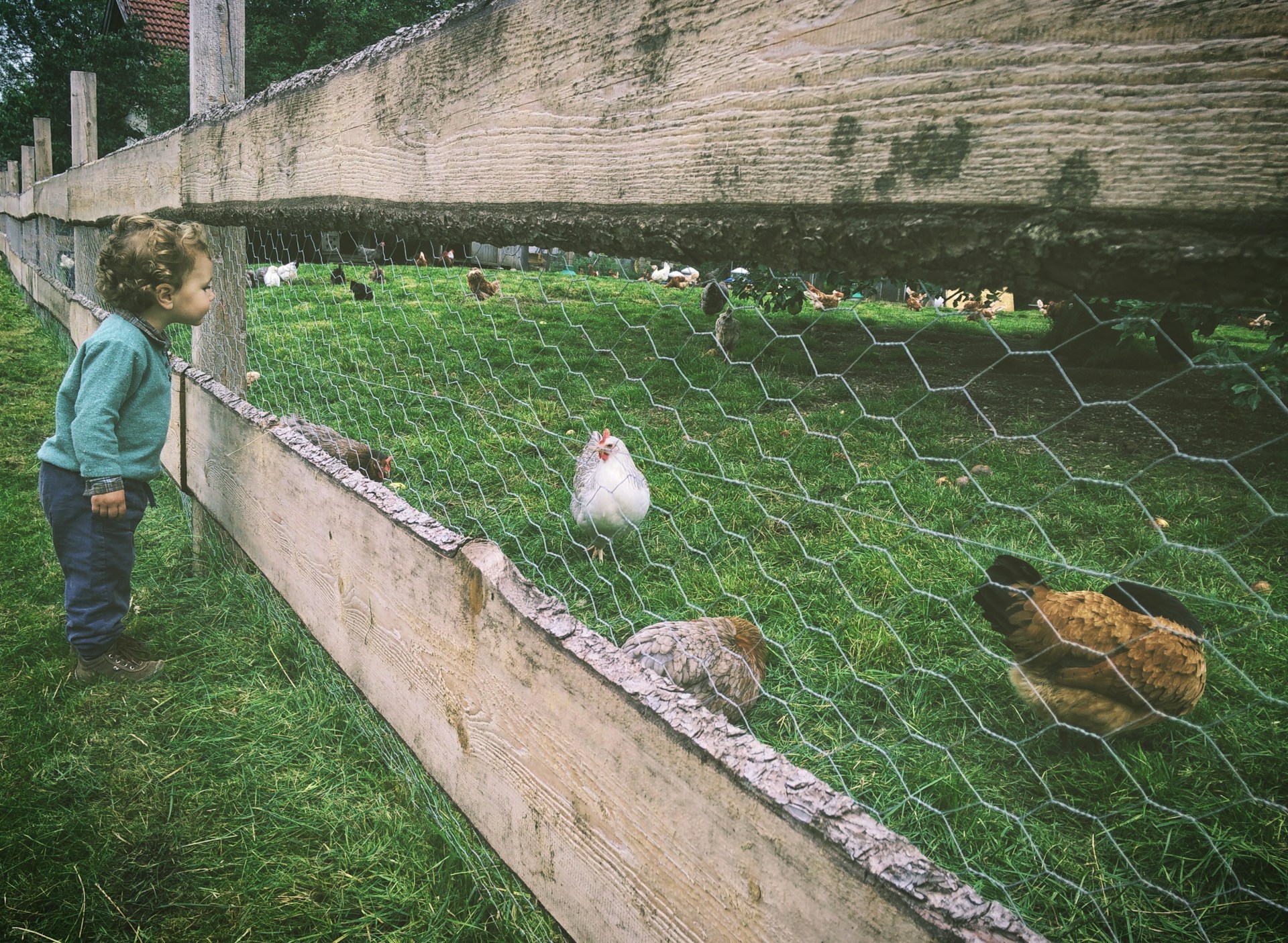 Antwerp’s novel approach to food waste: Free chickens for urban residents.