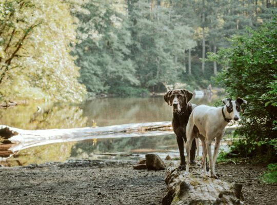 Dogs Help Rewild Urban Lewes in East Sussex