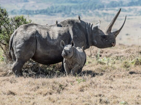 World Rhino Day - September 22