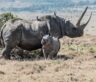 World Rhino Day - September 22