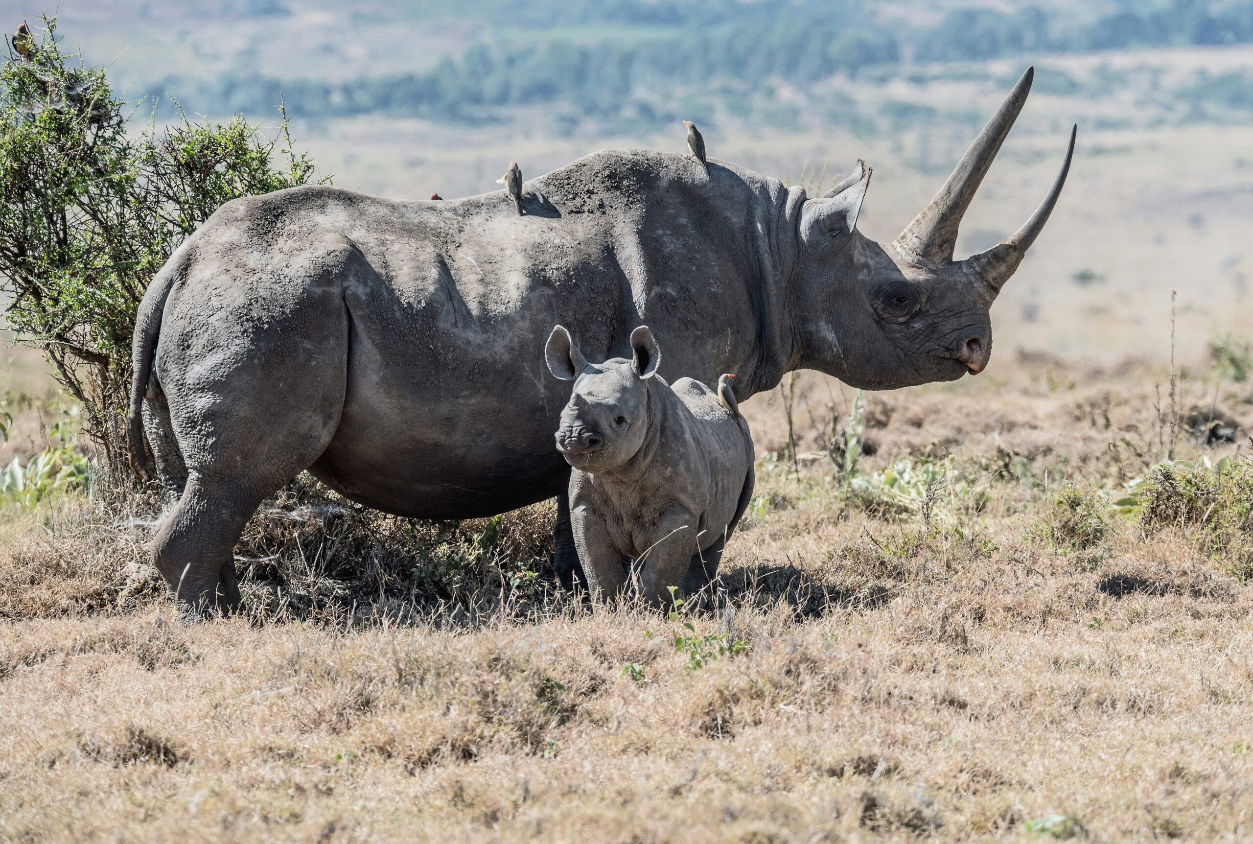 World Rhino Day - September 22