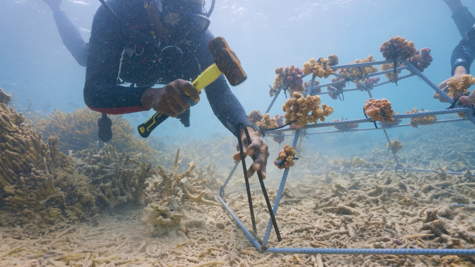 By identifying corals that survived past bleaching events, coral reef restoration in Mauritius and Seychelles is building reefs designed to withstand rising ocean temperatures and future climate stress.
