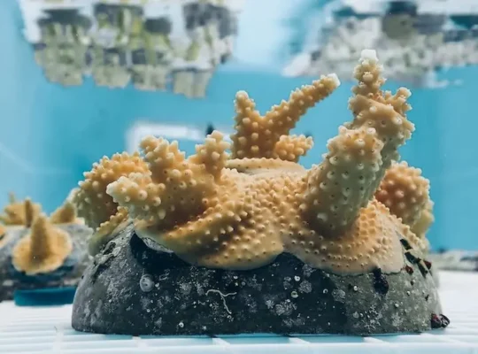 Coral Vita pioneered the world's first commercial coral farming for reef restoration in Freeport, Grand Bahama, cultivating over 100,000 corals across 52 species using microfragmentation and assisted evolution techniques, growing climate-resilient corals up to 50 times faster than nature.