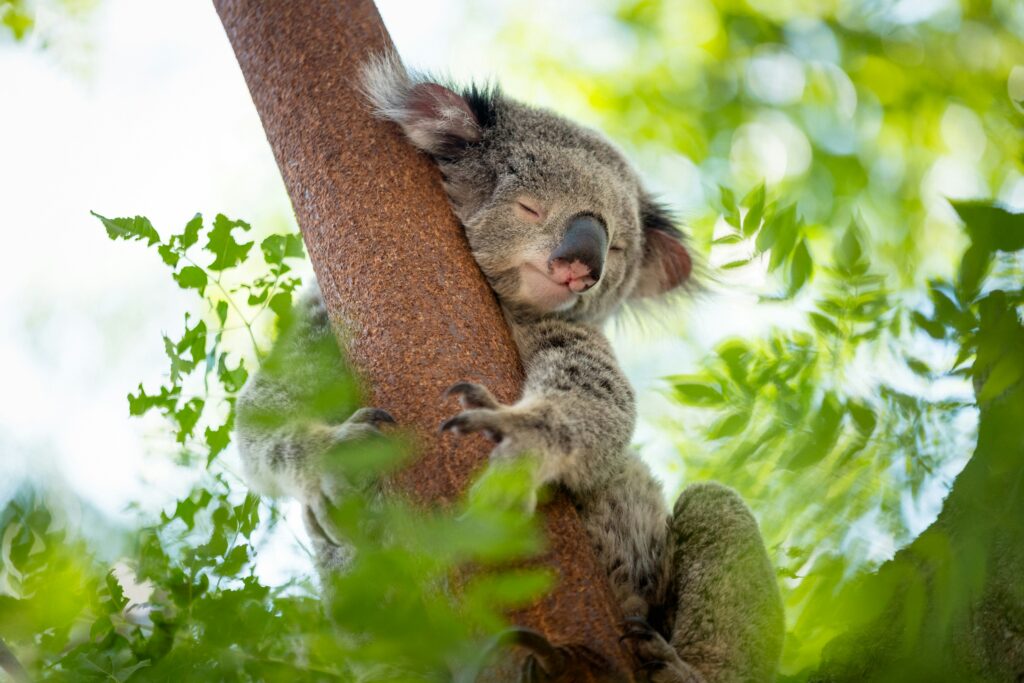 The wildlife bridge connecting national parks in Australia offers koalas a critical lifeline, providing a safer alternative to crossing a busy motorway as habitat loss and fragmentation continue to threaten a species already struggling with the consequences of roads and urban development cutting through their home range.