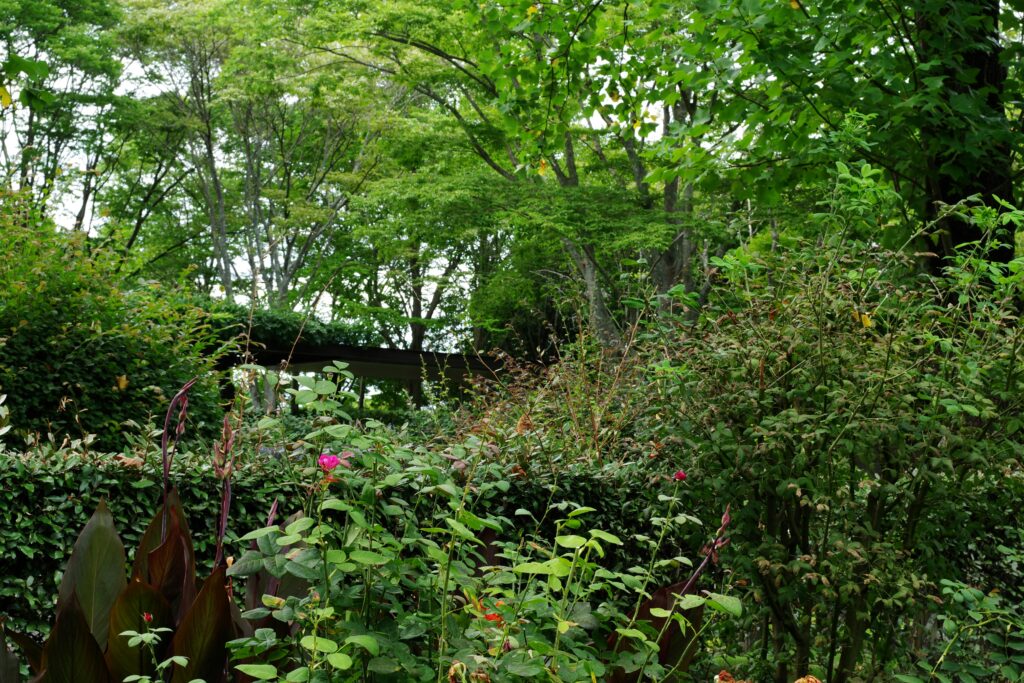 Rewilding backyards with native plants offers benefits beyond wildlife support, as locally adapted species require less irrigation, fertilizer, and maintenance than turf grass while deep root systems improve soil health, reduce erosion, and absorb stormwater.