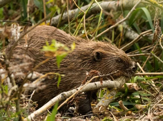 Beavers returning to London made history in October 2023 when a family of five was released at Paradise Fields in Greenford, marking the country's first urban beaver reintroduction open to the public and signaling a new chapter for wildlife in the capital.