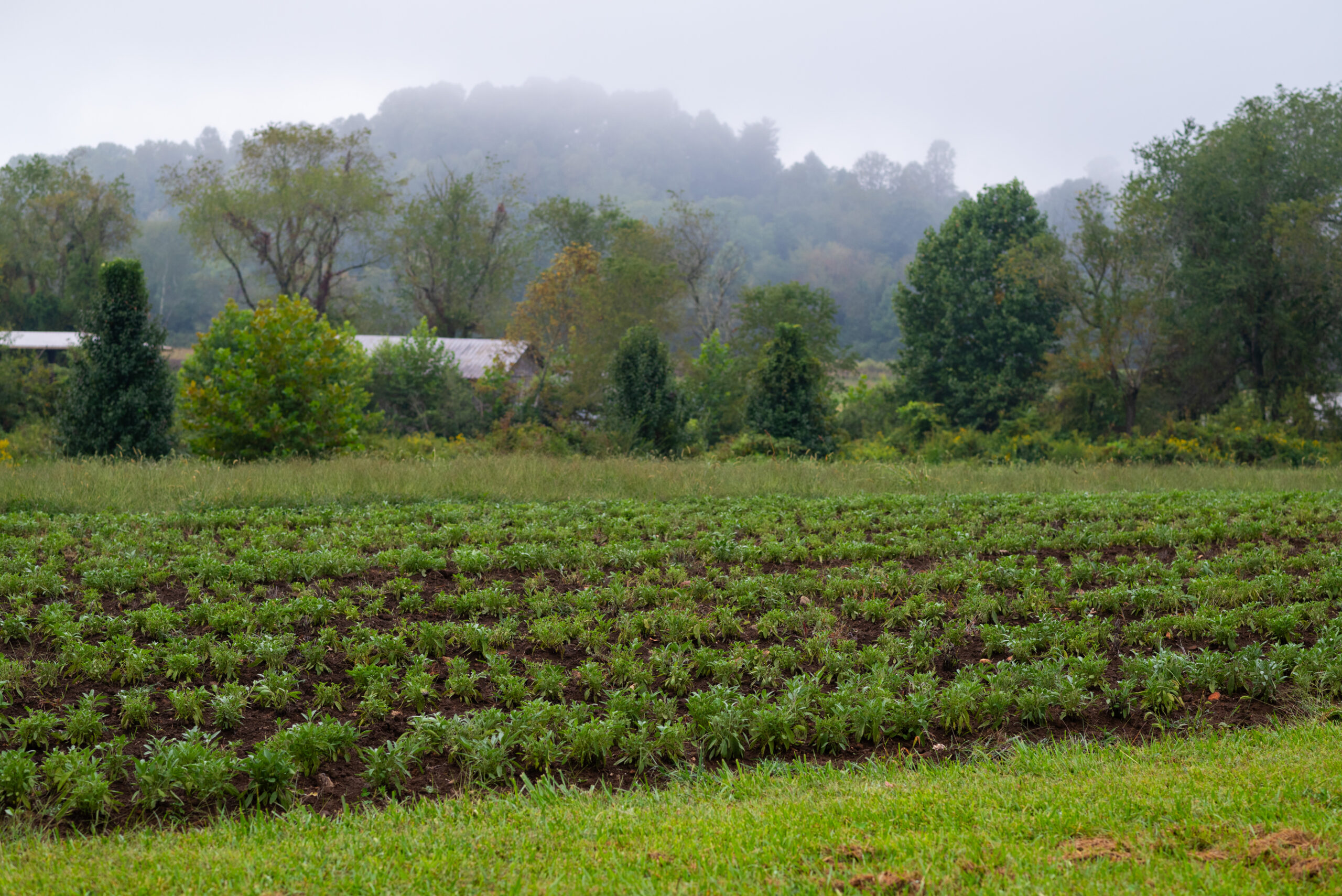 Kiss the Ground is building mainstream momentum for regenerative agriculture by connecting consumers to the farmers and soil health practices behind the food they eat, proving that informed purchasing decisions can drive meaningful environmental change.
