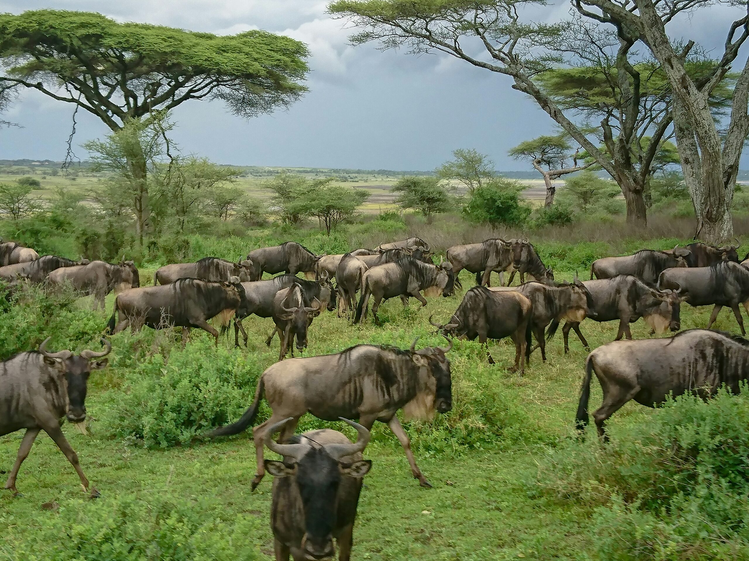 Wildlife's role in climate mitigation received its first formal scientific endorsement when 287 researchers signed a joint declaration at the UNFCCC talks in Bonn, marking a landmark moment in the effort to recognize animal populations as active participants in the global carbon equation.