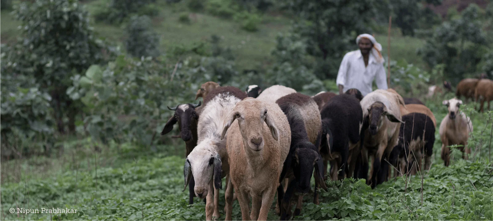 Sahjeevan has spent more than 30 years empowering India's pastoralist communities in Gujarat to secure grazing rights, conserve rare livestock breeds, and build self-sustaining livelihoods across some of the country's harshest terrain.