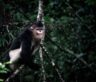 A black-and-white snub-nosed monkey rests in the forests of Yunnan, China, one of the species behind new research on primates as umbrella species.