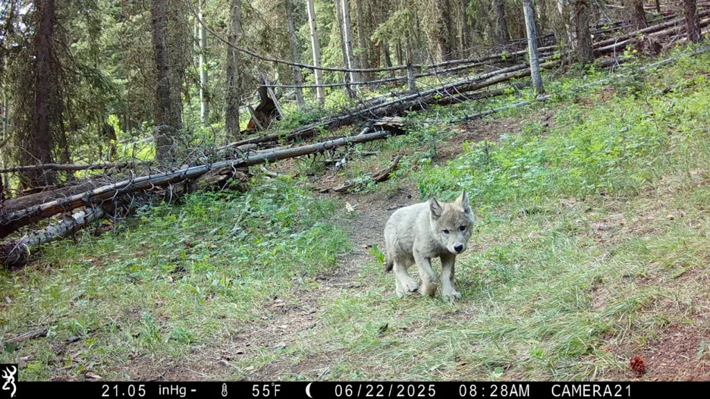 Gray Wolf Reintroduction in Colorado Reaches New Milestone With Fifth Pack