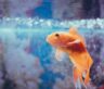 A landmark Argentine court ruling recognized fish as sentient beings, now legally protected from cruelty rather than treated as property, after two goldfish named Fede and Magui were removed from a cramped sidewalk display tank outside a Buenos Aires restaurant.