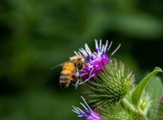 A two-year study of 18 Ohio urban farms found that pollinator conservation comes down to one practice that outperforms beehives, bee hotels, reduced mowing, and pesticide cuts combined: planting native flowers.